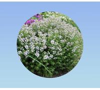 100 graines de thym hiver - thym vulgaris - herbes aromatiques