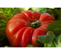 100 graines de tomate coeur de boeuf gros fruit rouge