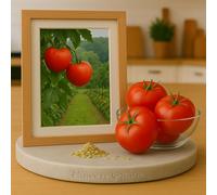 100 Graines de Tomate Faworyt - Solanum lycopersicum - Variété ancienne à fruits roses, sucrés et généreux - Fruit Légume Jardin - 390