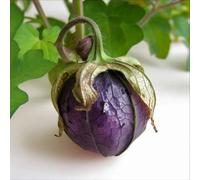 100 Graines de Tomatillo Pourpre - SemiSauvage Permaculture