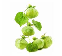 100 Graines de Tomatillo Verte - SemiSauvage Permaculture