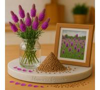 100 Graines de Tréfle pourpre des prairies - Dalea Purpurea - Vivace herbacé VIOLET - Fleur Jardin - 403