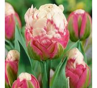 100 graines de tulipes fraîches