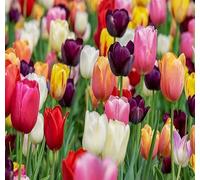 100 graines de tulipes mélangées