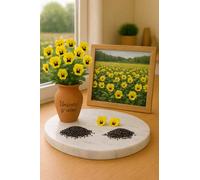 100 Graines de Violette cornue ‘Prince John’ - Viola cornuta ‘Prince John’ - Plante vivace ornementale à floraison jaune intense - Fleur Jardin - 463