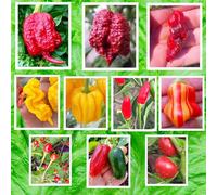 100 graines des 10 piments les plus bons et épicés du monde, collection 1 + guide de culture : CAROLINA REAPER, HABANERO, ZEBRANGE, BORG 9, T-REX, JALAPENO, CALABRESE etc