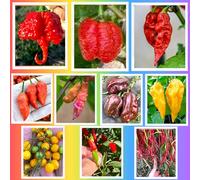 100 graines des 10 piments les plus bons et épicés du monde, collection traditionnelle + guide de culture : Caroline ReAPER, SCORPION, NAGA, HABANERO, CHARAPITA, FATALII, TIGER, THUNDER, CALABRESE etc