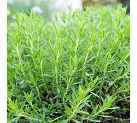 100 graines d'estragon (Artemisia Dracunculus) Vert