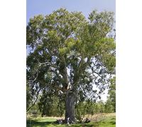 100 Graines d'Eucalyptus Camaldulensis Vert