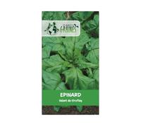 100 graines épinard monstrueux de Viroflay - grandes feuilles savoureuses