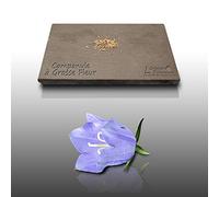 100 graines Fleurs à semer - Le Grenier d'Abondance - CAMPANULE - Campanula