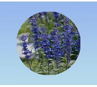 100 graines Graines de Sauge Farineuse Bleue - Salvia farinacea - Semences de Fleurs Ornementales Mellifères pour Massifs et Pots - Floraison Estivale Prolongée