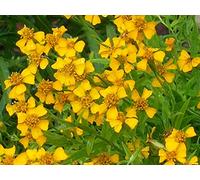 100 graines - MEXICAIN estragon GRAINES HERBES