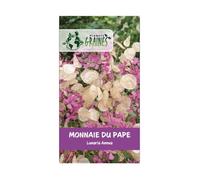 100 graines monnaie du pape - lunaria annua - fleurs violettes et disques argentés pour bouquets - planète graines