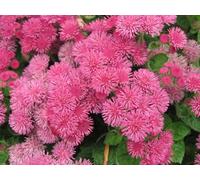 100 Graines Semences - Ageratum - ROSE - Plante vivace couvre sol ageratum rose - 114