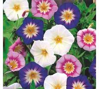 100 Graines Semences -BELLE DE JOUR - Convolvulus tricolor- belle de jour venur varié - 134