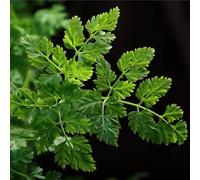 100 Graines Semences - Cerfeuil - Cultivé et Frisé Aromatique - 80