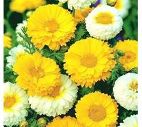 100 Graines Semences de Chrysanthème - Mix de couleurs - crown daisy - Jaune Blanc - 127
