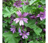 100 Graines Semences - Fleurs grande mauve - Malva Sylvestris - Notice Incluse - 136