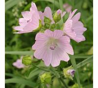 100 Graines Semences - Mauve Musquée - Fleur ROSE - Jardin - 212