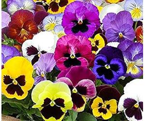 100 Graines Semences - Pensée des jardins à grandes fleurs suisses coloris mix fleurs comestible - 83