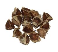 100 Moringa Oleifera graines -PKM1 Quality-