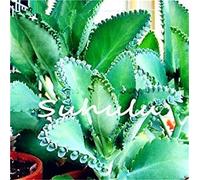 100 pc/Sacchetto Magico Misto Longevità Fiore Piante Kalanchoe Semente Flor Novel Piante per DIY casa e Il Giardino: 4