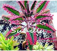 100 pc/Sacchetto Magico Misto Longevità Fiore Piante Kalanchoe Semente Flor Novel Piante per DIY casa e Il Giardino: 5