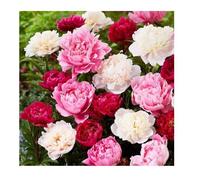 100 Pcs Collection de Pivoines Passion Mélange de 3 Couleurs Grandes Plantes Vivaces Rustiques Fleurs Sauvages Multicolores Riches