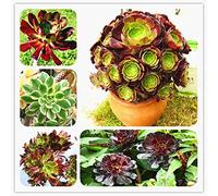 . 100 PCS Rare Aeonium Arboreum Atropureum Bonsai The world & # 39; s rare flowers Bonsai Atropureum Bonsai Home garden plants: Only Seeds