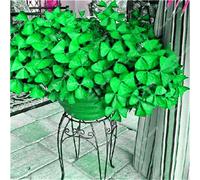 . 100 Pcs Rare Exotic Rainbow Oxalis Sorrel Bonsai Flower, Purple Oxalis Clover Perennial Flower Outdoor Home Garden: 15: Only Seeds