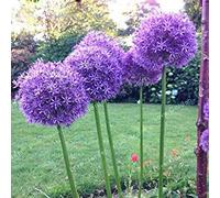 . 100 Pcs/Sac géant Oignon Belle Fleur Belle Plantation Fleur Plante Jardin Facile à cultiver: 3