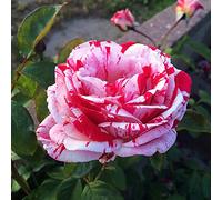 100 pièces Graine de Rose a Planter, Graines Fleurs à Semer, Graine a Planter, Graines de Fleurs pour Jardin et Balcon (Rouge Blanc)