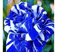 100 pièces Graine de Rose a Planter, Graines Fleurs à Semer, Graine a Planter, Graines de Fleurs pour Jardin et Balcon (Bleu et blanc)