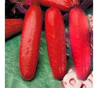 100 Pièces Graines de Concombre, Graine de Légumes Concombres à Semer, Naturelle Semences de Concombres pour Le Jardin et Potager, Rendement Économe en Eau, Facile à Cultiver (Rouge)