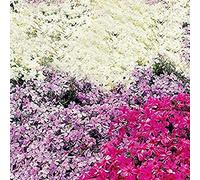 100 Pièces Graines de Cresson de Roche, Graine de Thym Serpolet Plante Vivace Couvre-Sol, Mélange de Graine de Thym Rampant de Couleurs, Faciles à Cultiver, Graines Fleurs pour Jardin Décor