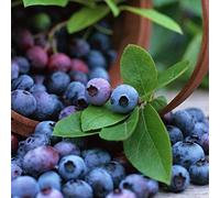 100 Pièces Graines de Myrtille, Graines de Fruits de Myrtilles, Faciles à Planter, Rendement Élevé, Semences de Myrtilles à Planter pour Jardin et Balcon