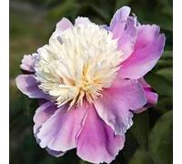 100 pièces Graines de Pivoine, Graines Fleurs à Semer, Graine a Planter, Graines de Fleurs pour Jardin et Balcon, Facile à Cultiver (K)