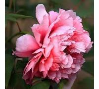 100 pièces Graines de Pivoine, Graines Fleurs à Semer, Graine a Planter, Graines de Fleurs pour Jardin et Balcon, Facile à Cultiver (G)