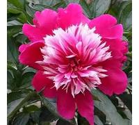 100 pièces Graines de Pivoine, Graines Fleurs à Semer, Graine a Planter, Graines de Fleurs pour Jardin et Balcon, Facile à Cultiver (E)