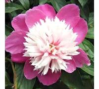 100 pièces Graines de Pivoine, Graines Fleurs à Semer, Graine a Planter, Graines de Fleurs pour Jardin et Balcon, Facile à Cultiver (I)