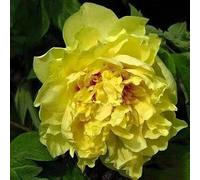 100 pièces Graines de Pivoine, Graines Fleurs à Semer, Graine a Planter, Graines de Fleurs pour Jardin et Balcon, Facile à Cultiver (N)