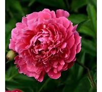 100 pièces Graines de Pivoine, Graines Fleurs à Semer, Graine a Planter, Graines de Fleurs pour Jardin et Balcon, Facile à Cultiver (O)