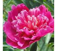 100 pièces Graines de Pivoine, Graines Fleurs à Semer, Graine a Planter, Graines de Fleurs pour Jardin et Balcon, Facile à Cultiver (D)