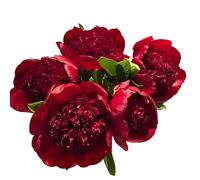 100 pièces Graines de Pivoine, Graines Fleurs à Semer, Graine a Planter, Graines de Fleurs pour Jardin et Balcon, Facile à Cultiver (R)