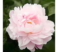 100 pièces Graines de Pivoine, Graines Fleurs à Semer, Graine a Planter, Graines de Fleurs pour Jardin et Balcon, Facile à Cultiver (L)