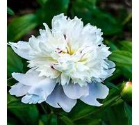 100 pièces Graines de Pivoine, Graines Fleurs à Semer, Graine a Planter, Graines de Fleurs pour Jardin et Balcon, Facile à Cultiver (A)