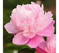 100 pièces Graines de Pivoine, Graines Fleurs à Semer, Graine a Planter, Graines de Fleurs pour Jardin et Balcon, Facile à Cultiver (C)