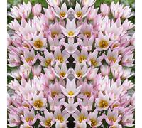 100 Pièces Graines de Tulipe, Graine de Fleurs Tulipes Vivaces, Graines Fleurs à Semer, Semences de Tulipes pour Le Jardin et Balcon, Facile à Cultiver, Croissance Rapide, Haut Rendement (Rose)