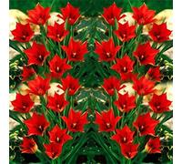 100 Pièces Graines de Tulipe, Graine de Fleurs Tulipes Vivaces, Graines Fleurs à Semer, Semences de Tulipes pour Le Jardin et Balcon, Facile à Cultiver, Croissance Rapide, Haut Rendement (Rouge)